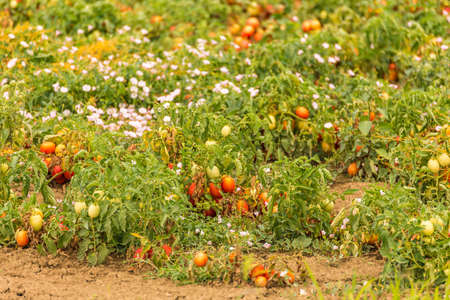 details of ripe tomato fieldsの写真素材