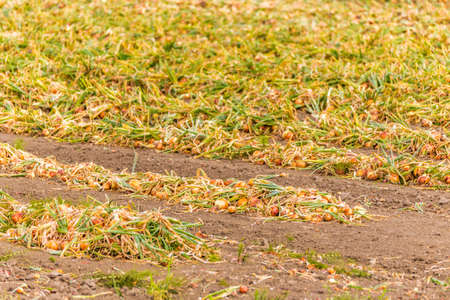 unearthed plants of onions in fieldsの写真素材