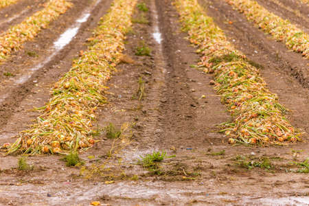 unearthed plants of onions in fieldsの写真素材