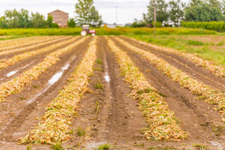 unearthed plants of onions in fields