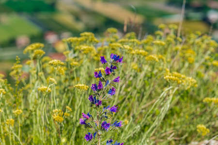 Wild purple flower among yellow onesの写真素材