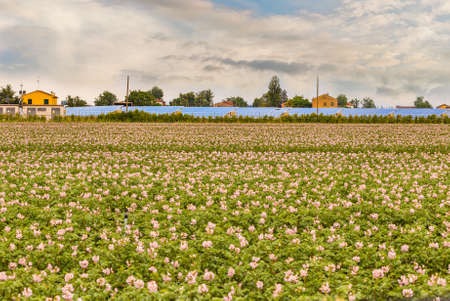 pink flowers of potato fields with solar panels in the backgroundの写真素材