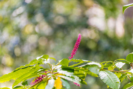 details of fuchsia wild flowerの写真素材