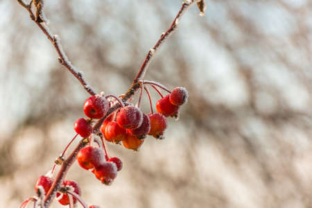 hoarfrost on a branch of red berries in winterの写真素材