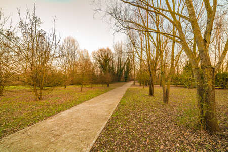 path in the park at sunset in winterの写真素材
