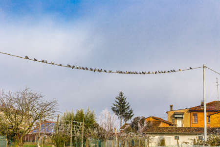 pigeons resting on cable in winterの写真素材