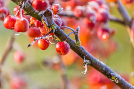 hoarfrost on a branch of red berries in winterの写真素材
