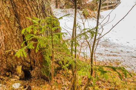 forests of pine and fir trees