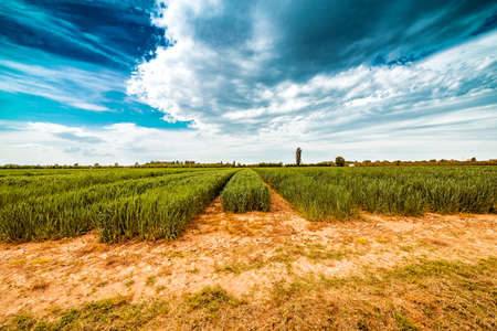 a stroll to the agriculture fields of Emilia Romagnaの写真素材
