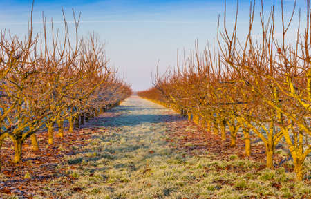 sunny day on frozen fields in cold winter in Italyの写真素材