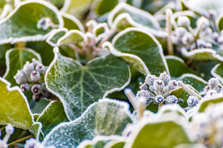 green leaves of a frozen bush in winterの写真素材