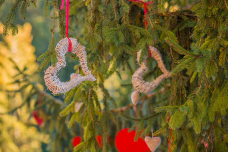 hearts hanging from pine branch in Valentine day