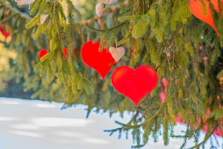 Paper red hearts hanging from pine branch in Valentine dayの写真素材