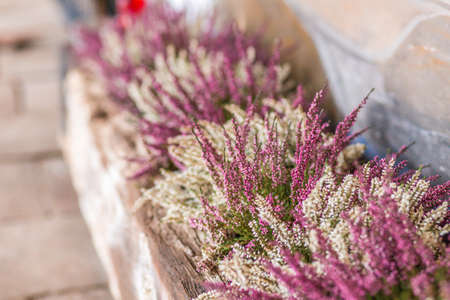 vase with white and pink heatherの写真素材