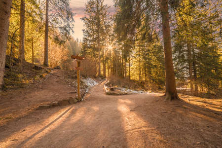 pathway in the forest in the mountainsの写真素材