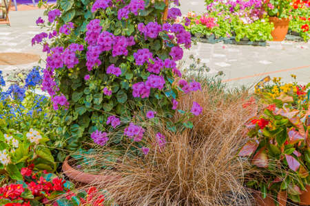 Flower fair in medieval village in Italyの写真素材