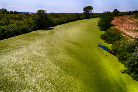 astonishing green algae bloom on river surface in a sunny summer day in Italy