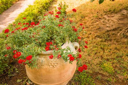 Terracotta pot with geraniums in garden