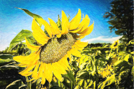 Closeup of a sunflower (Helianthus annuus) in a field of sunflowers in a sunny summer day in Italy: yellow petals, orange and yellow stame with dark yellow pistil. White spotted Light green curly leavesの写真素材