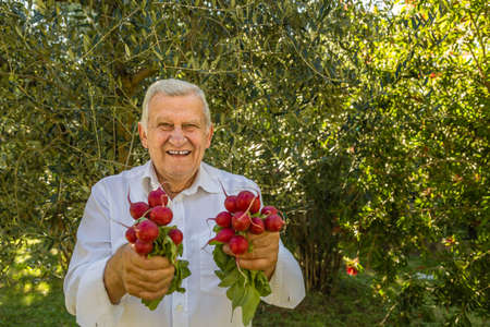 Elderly man holding red radishesの写真素材