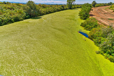 vivid background of green algae on river in Italian countryside