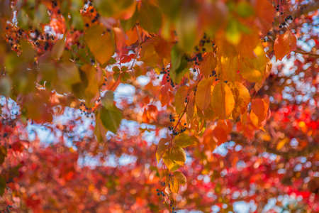 closeup of red leaves of creeper on trellis in autumn