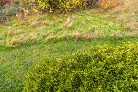 background of green weeds and leavesの写真素材