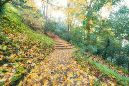 steps in a green forest landscape setting during the autumn seasonの写真素材
