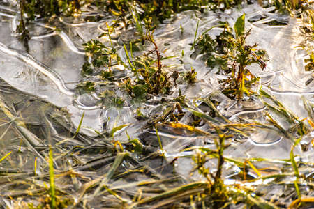 weeds in frozen irrigation water channel