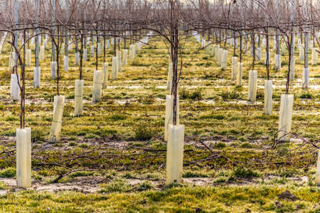 Woven and tied branches of bare vineyards on a cold winter day