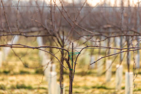 Woven and tied branches of bare vineyards on a cold winter dayの写真素材