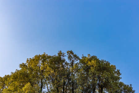 green tree on blue sky backgroundの写真素材