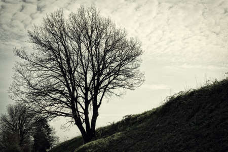 bare branches of tree on slope