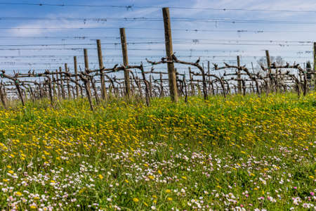 dandelions and daisies in green country fields in Italy