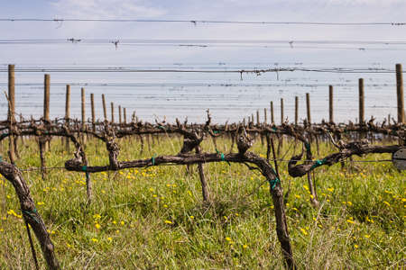 green grass and yellow dandelions under bare vines in vineyard fields