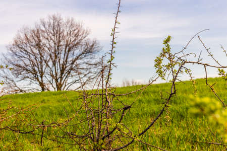 Thorny branches on green nature backgroundの写真素材