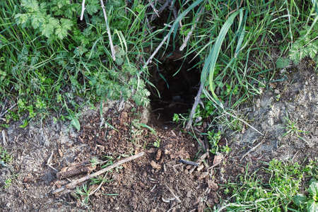 Burrow dug into the ground by wild animalの写真素材