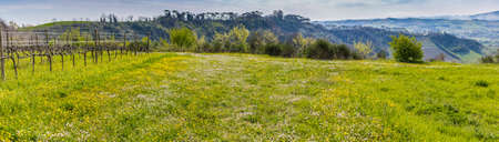 panoramic view of green grass with dandelions and daisies under bare vines in vineyard fields