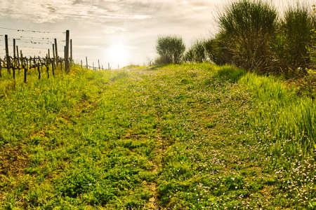 dandelions and daisies in green country fields in Italy