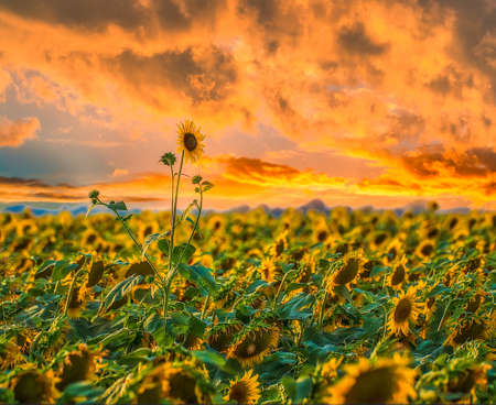 lone sunflower stands among sunflowers on sunset backgroundの写真素材