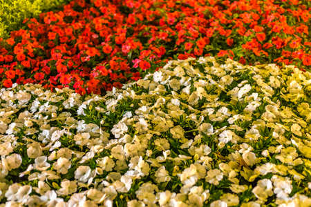 background of red and white flowers with green leaves
