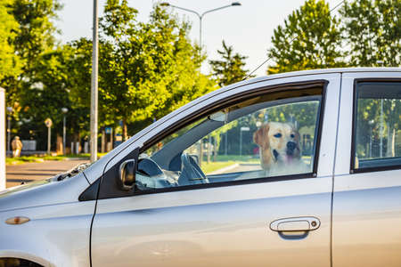 labrador retriever dog on seat of driver in carの写真素材