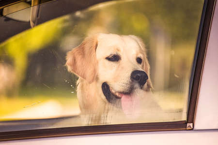 labrador retriever dog on seat of driver in carの写真素材
