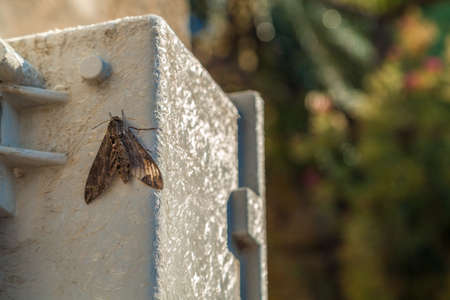 Moth on prefabricated fiberglassの写真素材