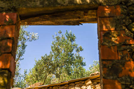 window on olive tree in ruined brick wallの写真素材