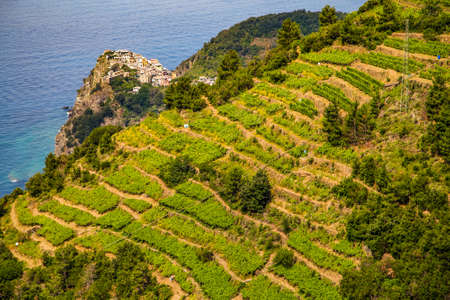 vineyard terraces overlooking the sea and ancient villageの写真素材