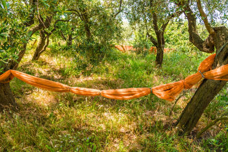 Plastic wraps on olive trees in Italyの写真素材
