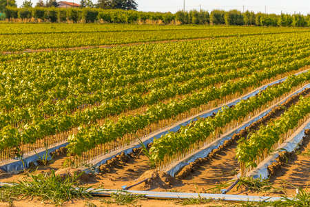 green cultivated fields in Italian countrysideの写真素材