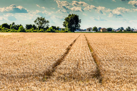 background of blue cloudy sky on tractor grooves in wheat fields in Italian countrysideの写真素材