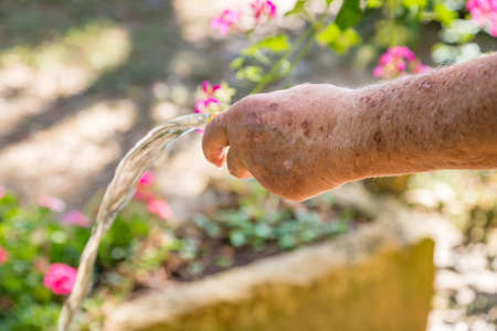 Senior hands watering flowers with a rubber tubeの写真素材